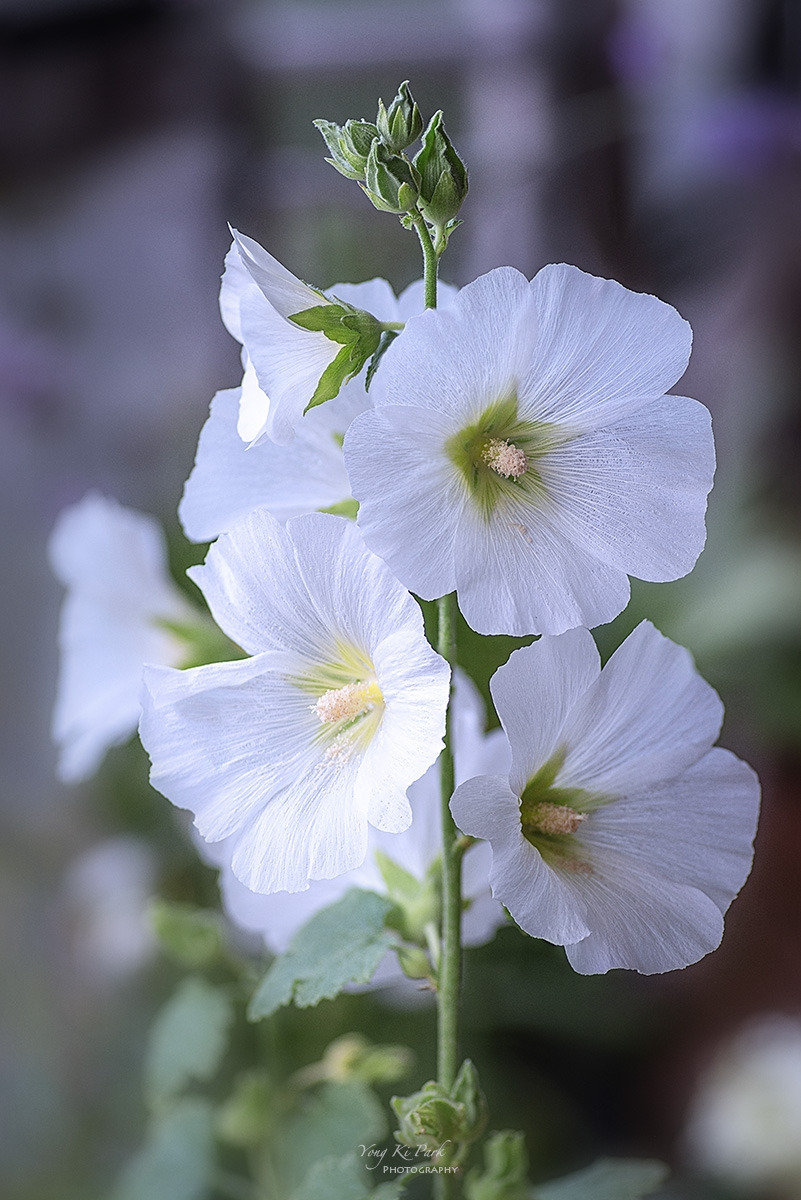 126_4434-38-st-s-Flowers in my balcony garden-2023-2.jpg