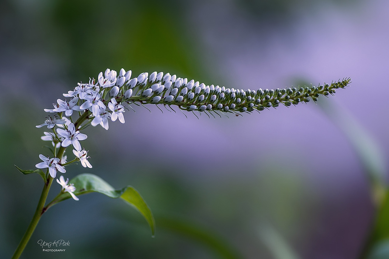 114_3455-s-Some small beauty of the summer morning-4.jpg