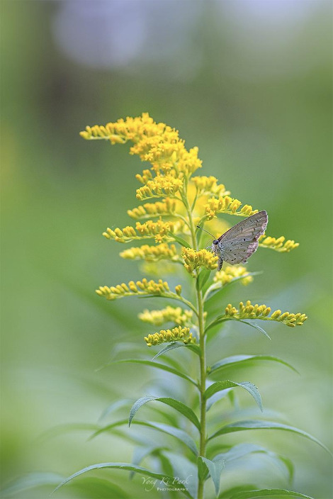 121_6905-s-Summer garden-21.jpg