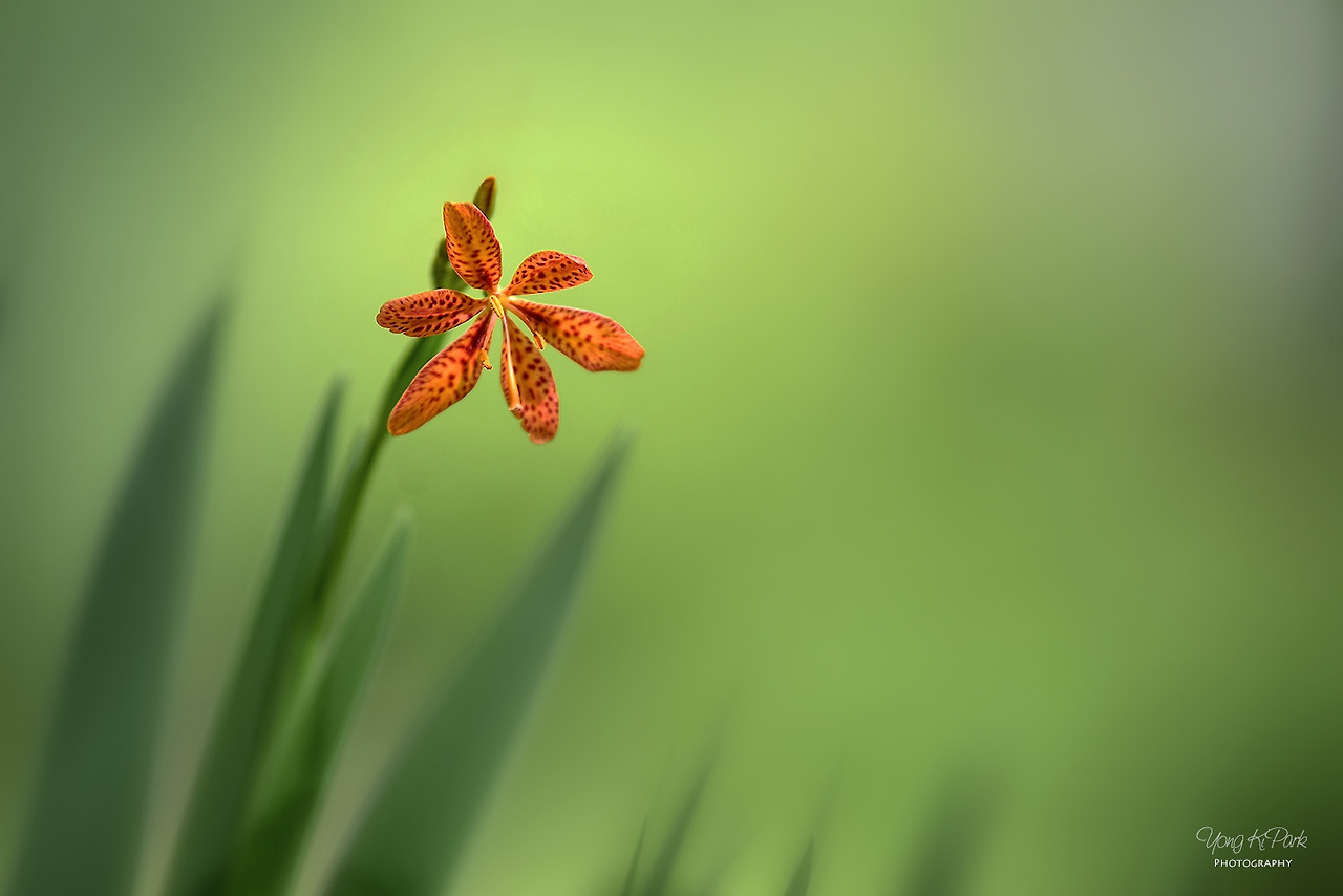 114_4741-s-Variations on the theme of summer-4.jpg