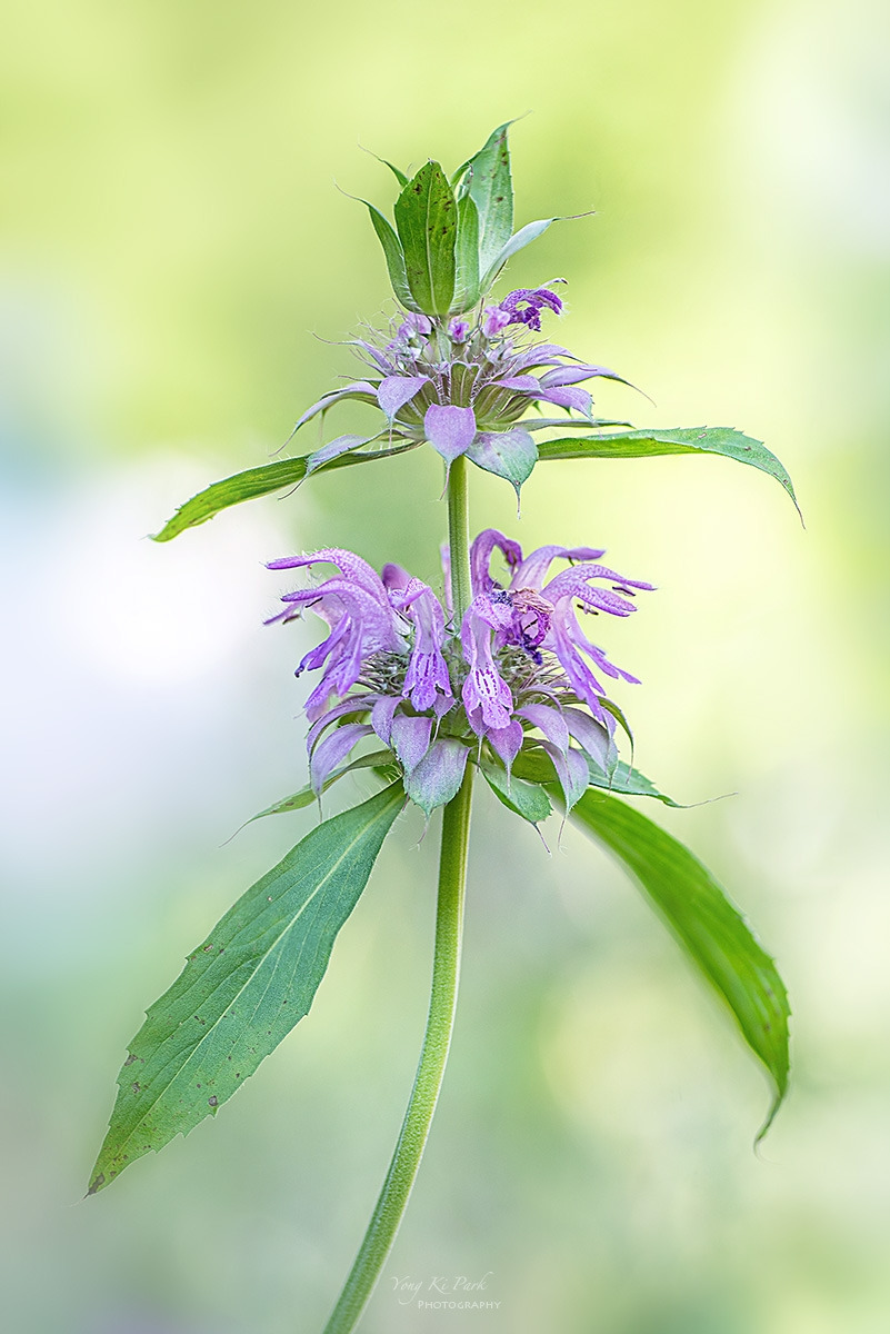 136_5097-5100-st-s-Sleep in the garden-9.jpg