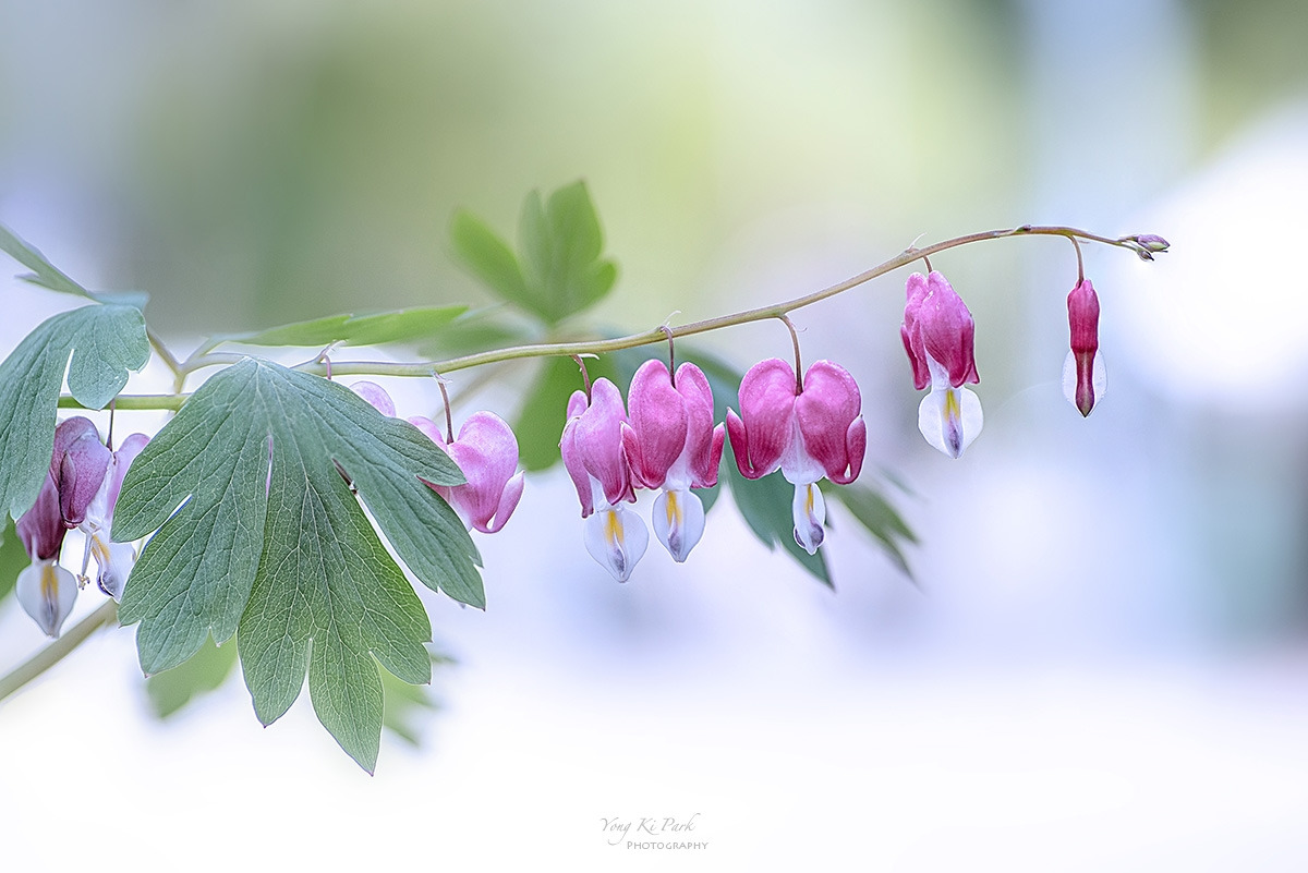 130_0678-79-st-s-Spring dream-2024-12.jpg