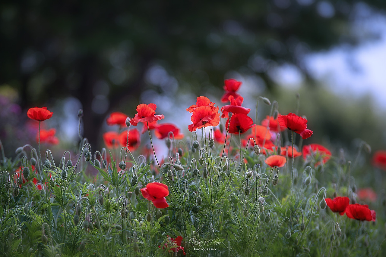 117_2717-s-Garden of June-2.jpg