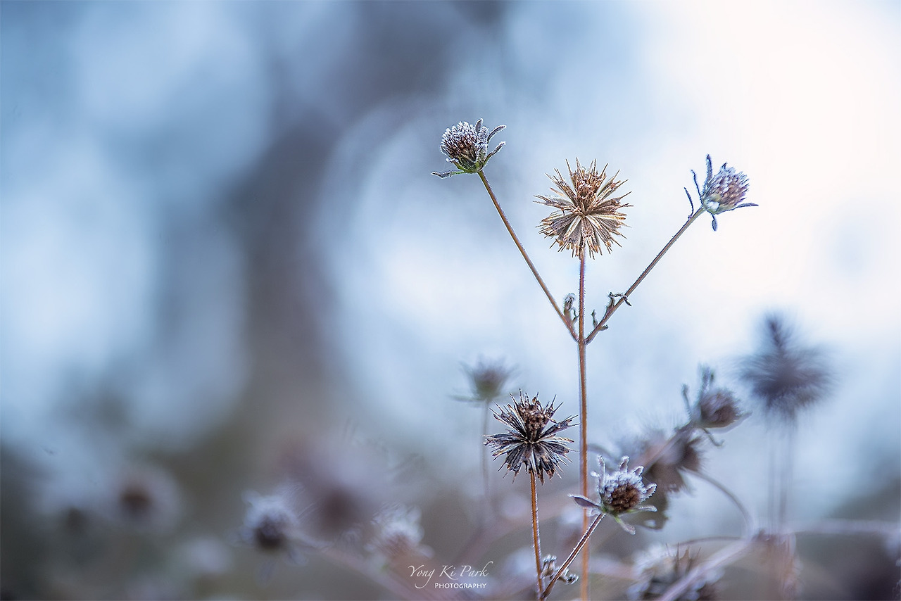 119_8776_73-st-s-Autumn of Muju-8-2.jpg