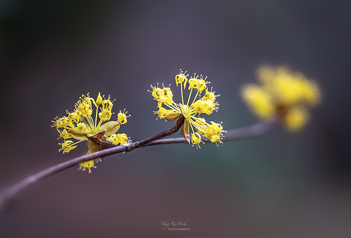 128_9036-45-st-s-Bom bom(spring spring)-2024-1-3.jpg