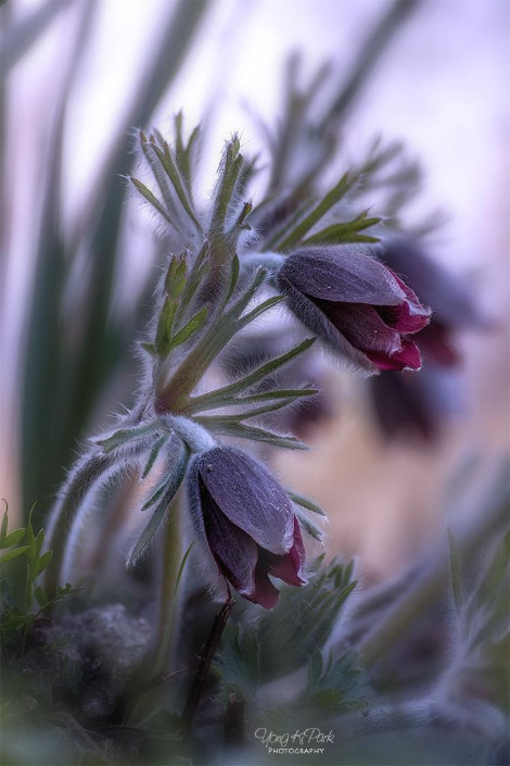 113_3302-10-st-s-Fragrance  of April-2.jpg