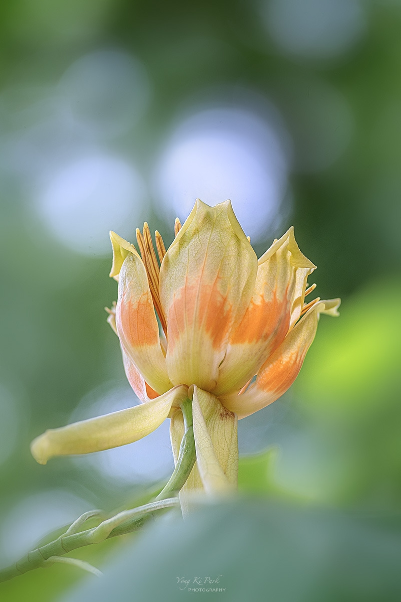 130_6495-99-st-s-A garden walk-2024-12-1.jpg