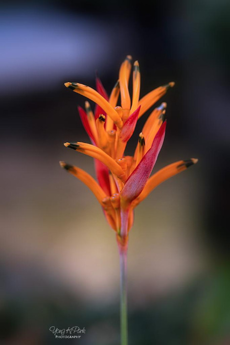 116_2842_41-st-s-Hawaii-오아후에서 만난 꽃-4.jpg