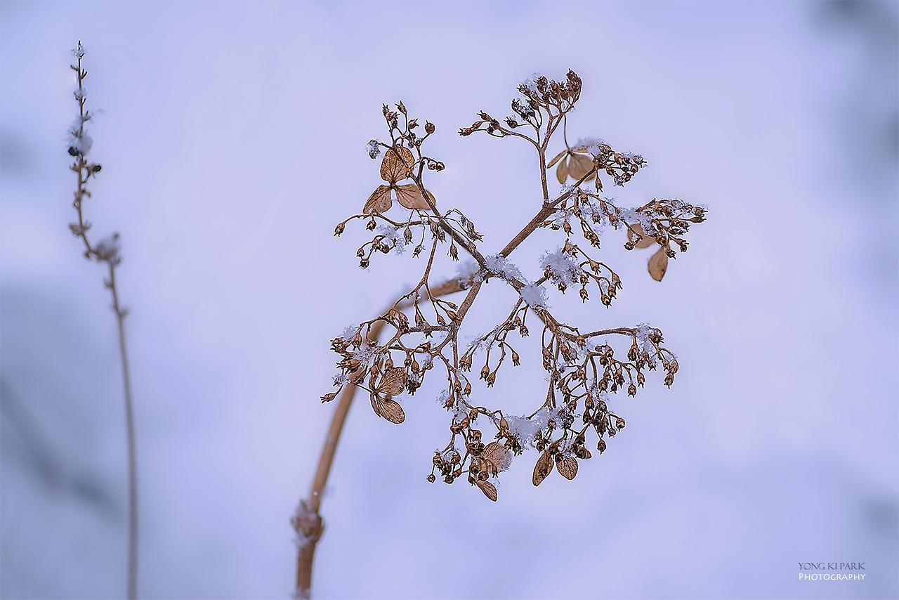 109_0989-94-st-s-Flowers blooming in winter-3.jpg