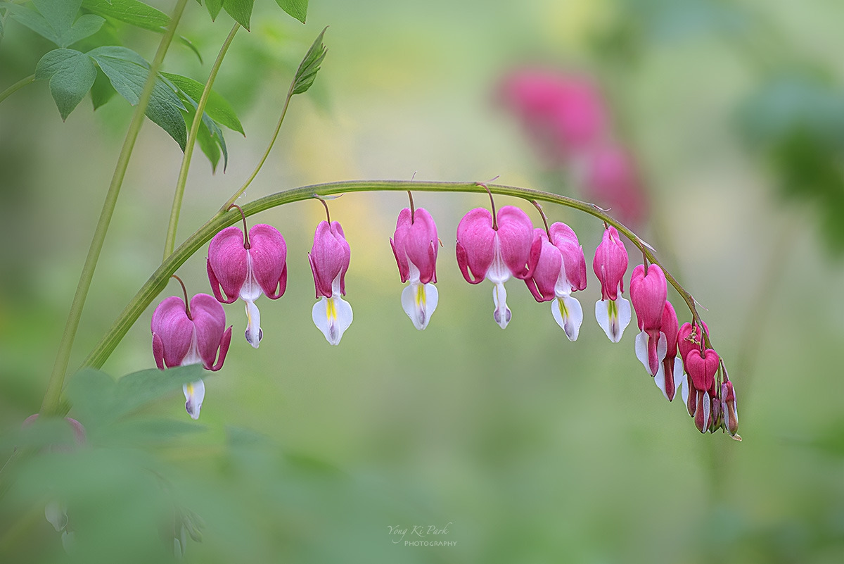 135_1739-41-st-s-Spring that came to me-36.jpg