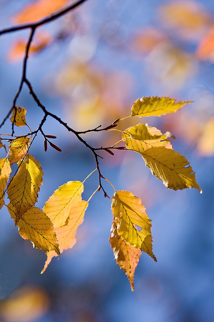 303_9513-s-Color of Autumn-2014, Gold and blue.jpg