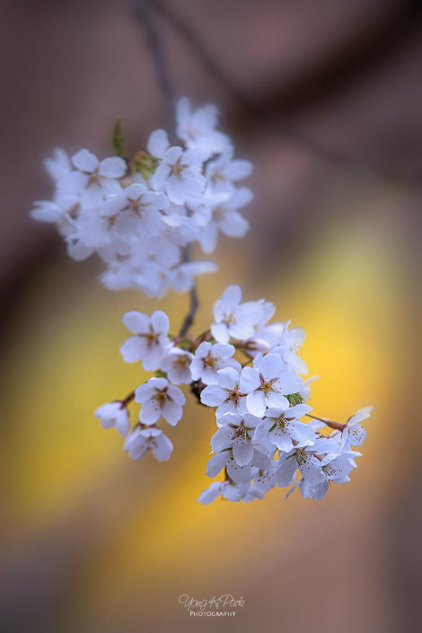 116_7539-s-Poetic spring-6.jpg