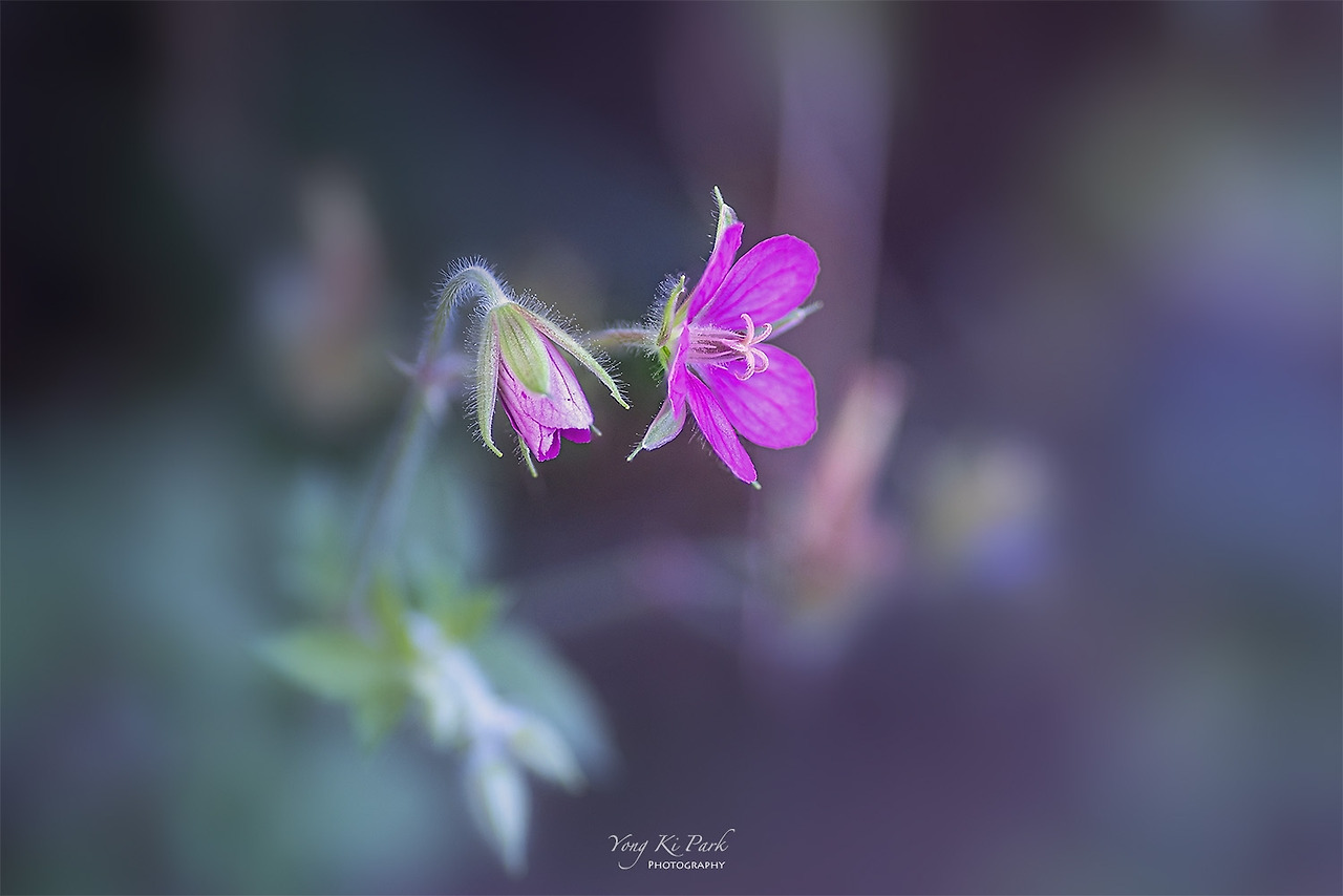 119_4864-67-st-s-The summer in Muju-5-7.jpg