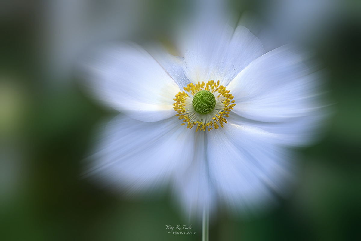 DSC03220-21-st-m-s-Dreaming flower-2025-42.jpg