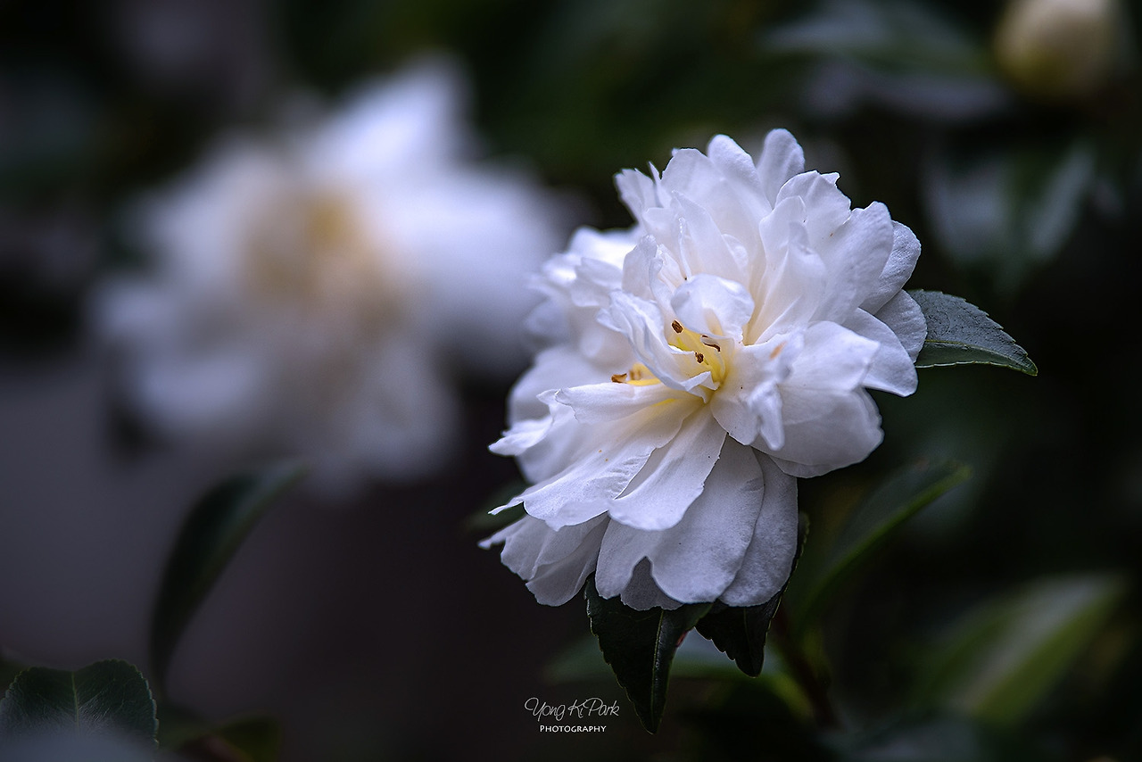 118_2412-s-November of Jeju Island-5-2.jpg