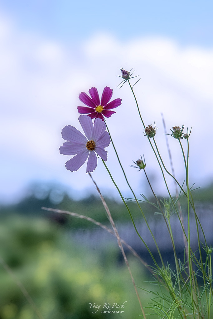 119_4821-s-The summer in Muju-5-3.jpg