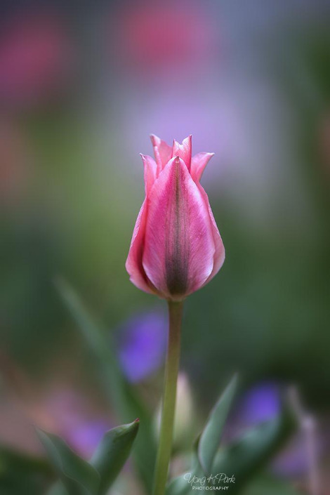 113_4125-s-In the garden of spring-1.jpg