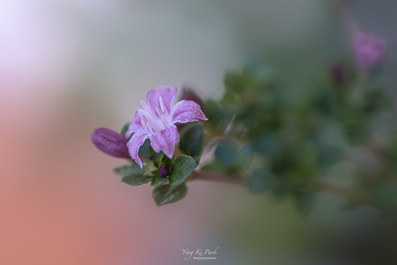 120_4172-s-Spring in my balcony-4.jpg