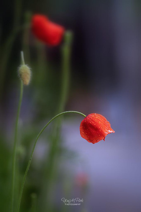 117_0030-s-Dreams of flowers-13.jpg