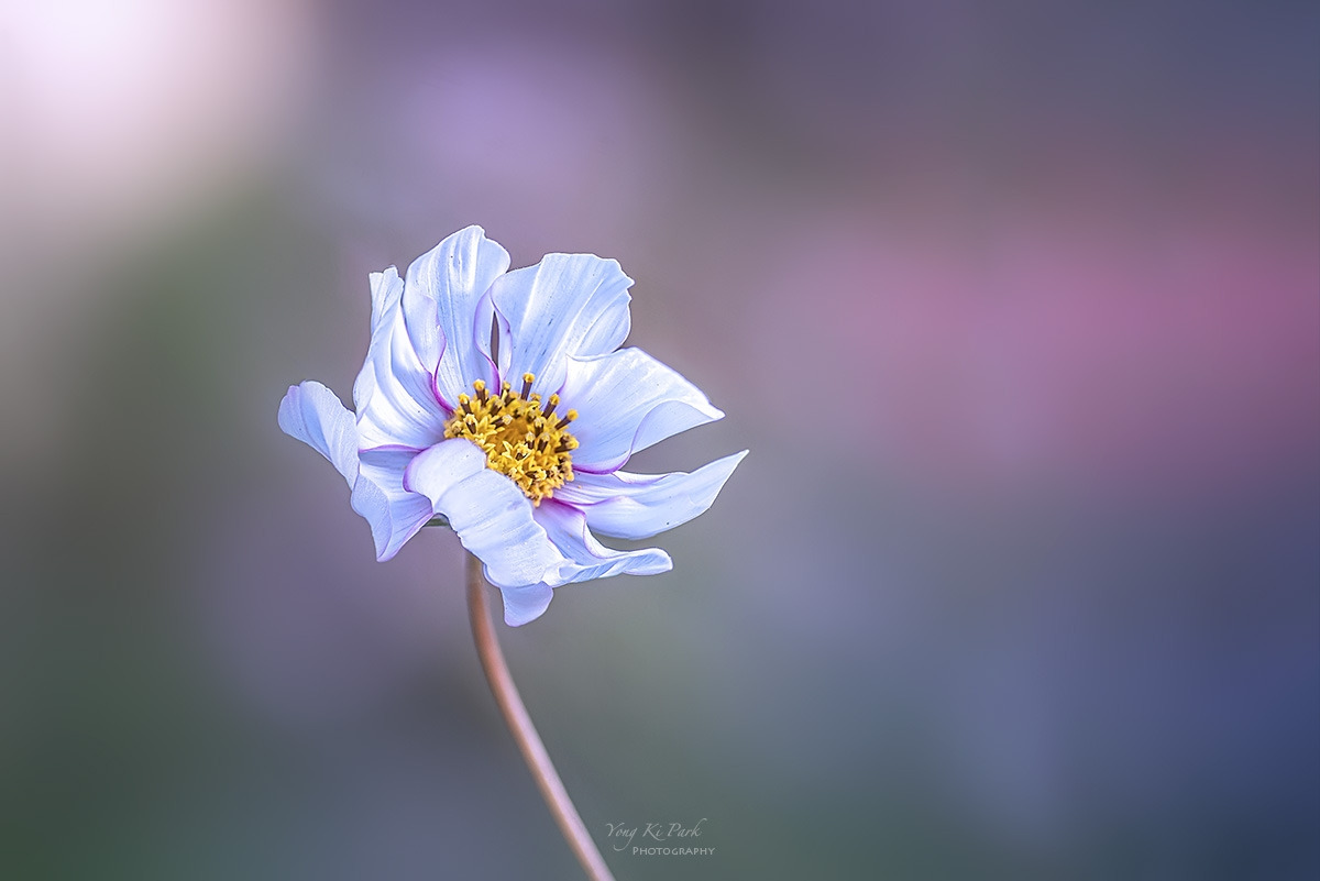 132_8567-72-st-s-Touch of autumn-2024-1.jpg