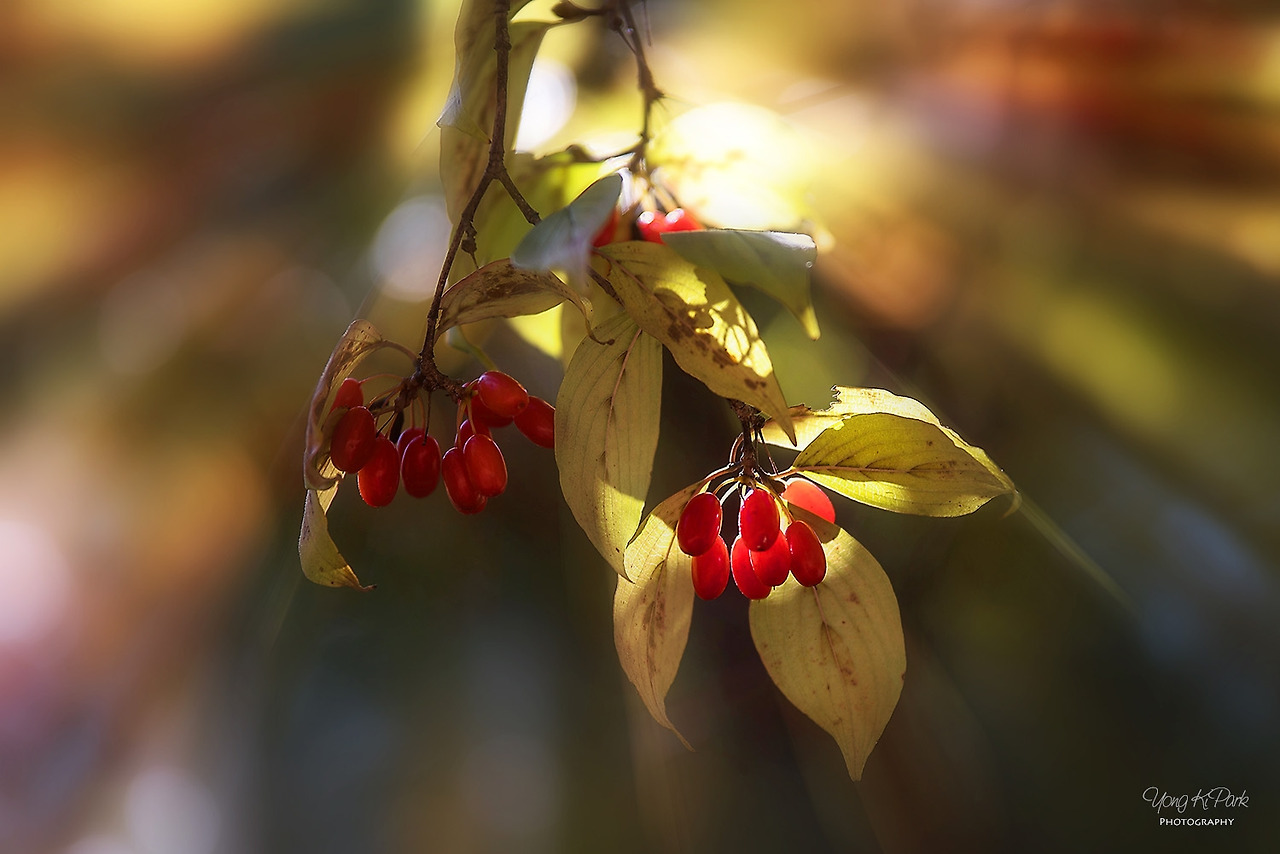 112_0411-2-s-The light of this autumn-4.jpg