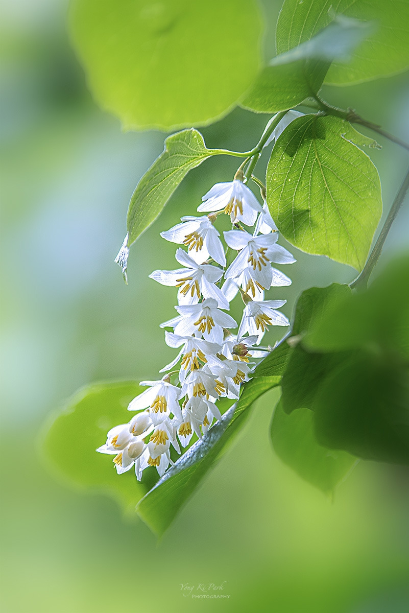 135_7227-28_30-st-s-Poetic moment of spring-2025-3.jpg