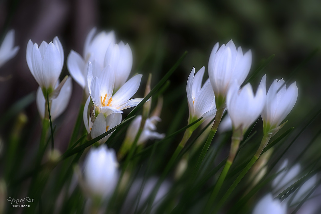 111_6638-s-When September comes-4.jpg