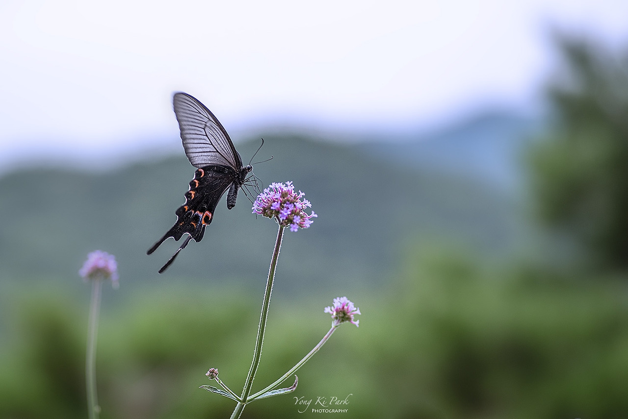 119_5622-s-Late summer and early autumn-8.jpg