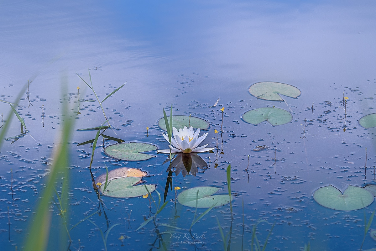 121_8762-s-Summer garden-20.jpg