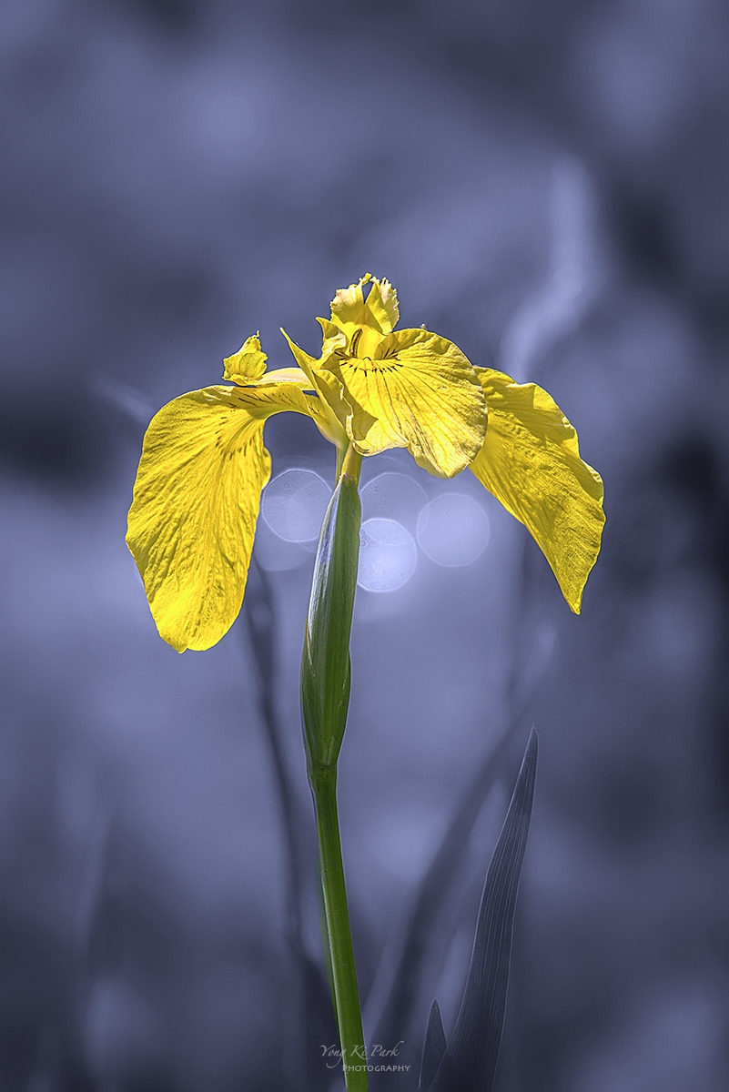 135_7384-86-st-m-s-Whadam forest-1.jpg