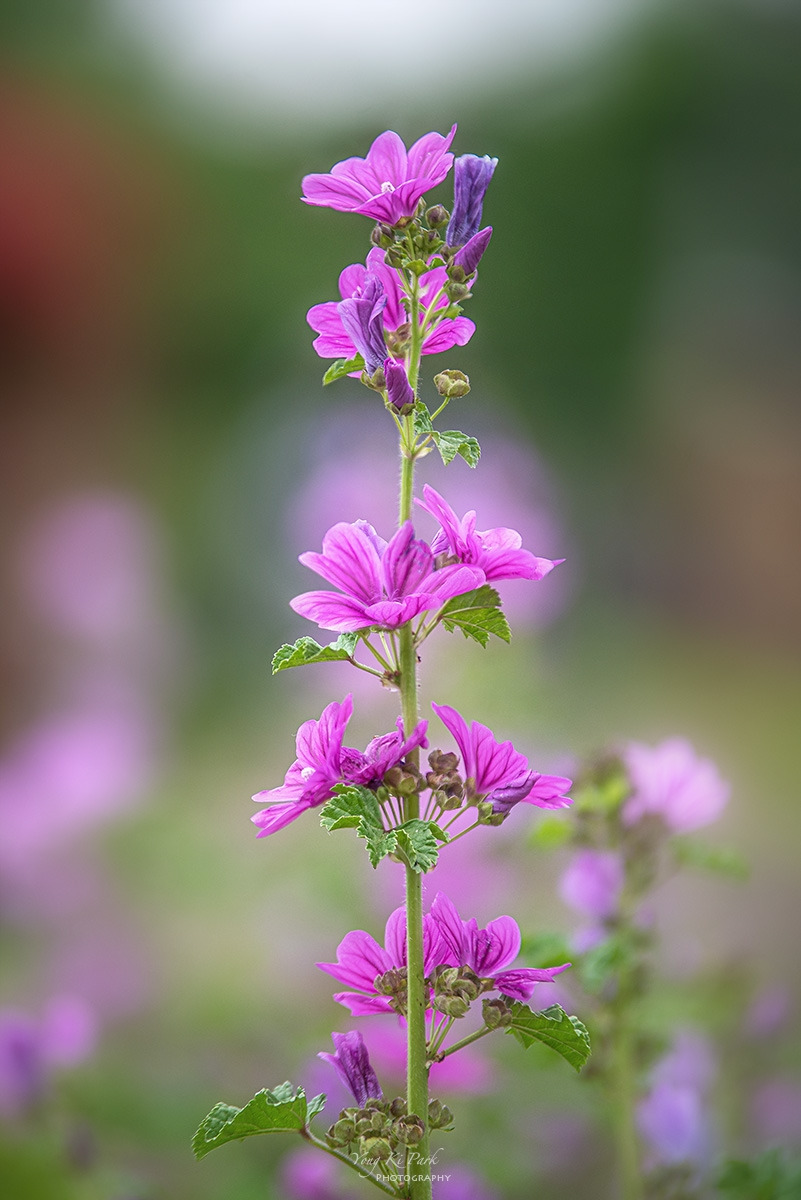 125_7906_09-st-s-A walk in the garden-31.jpg