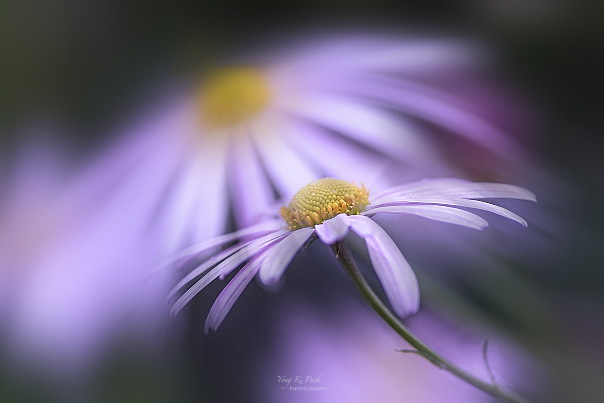 132_4332-F-c-m-s-A poem of autumn-9.jpg