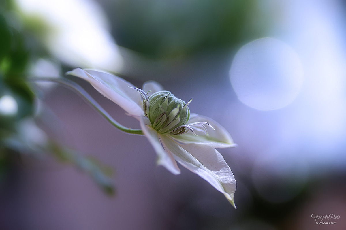 310_4766-s-AF-Poetic spring-11.jpg