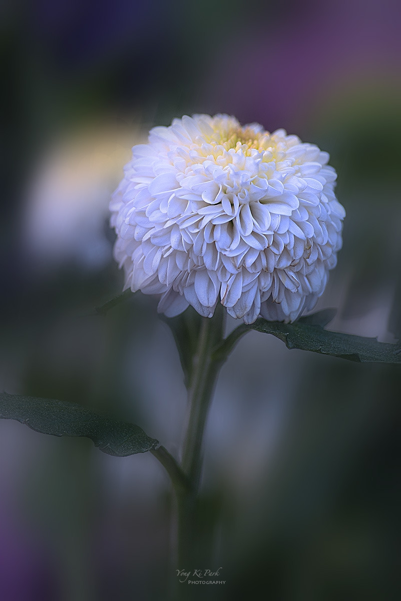 137_6534-39-st-s-Autumnal lyricism-8.jpg