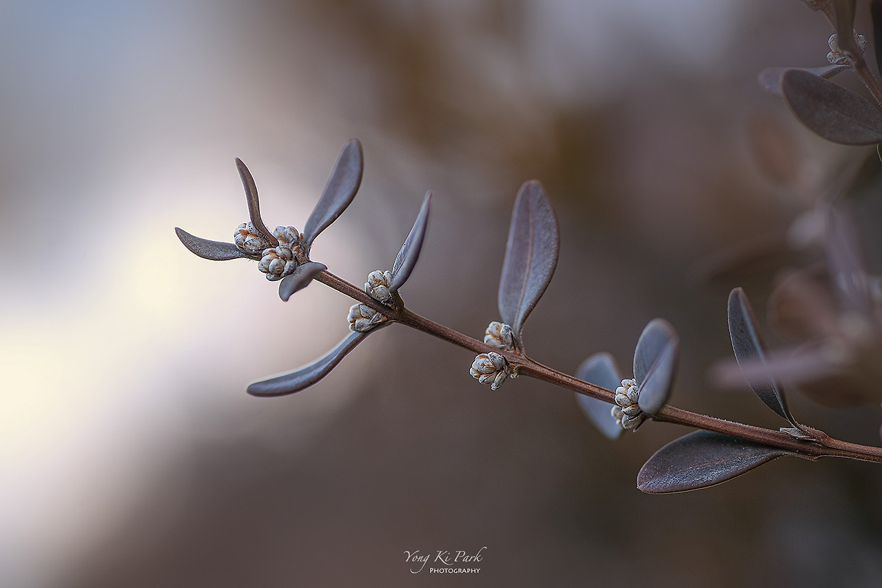 120_6202-s-A preview of spring-11.jpg