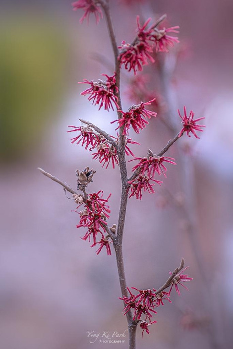 120_7658-s-It's spring-9.jpg