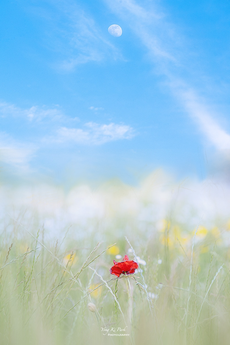 125_0188_87_0206-st-s-The field of June-1.jpg