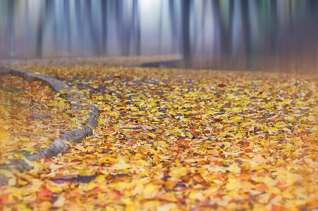 304_0021-m-Pathway of Autumn.jpg