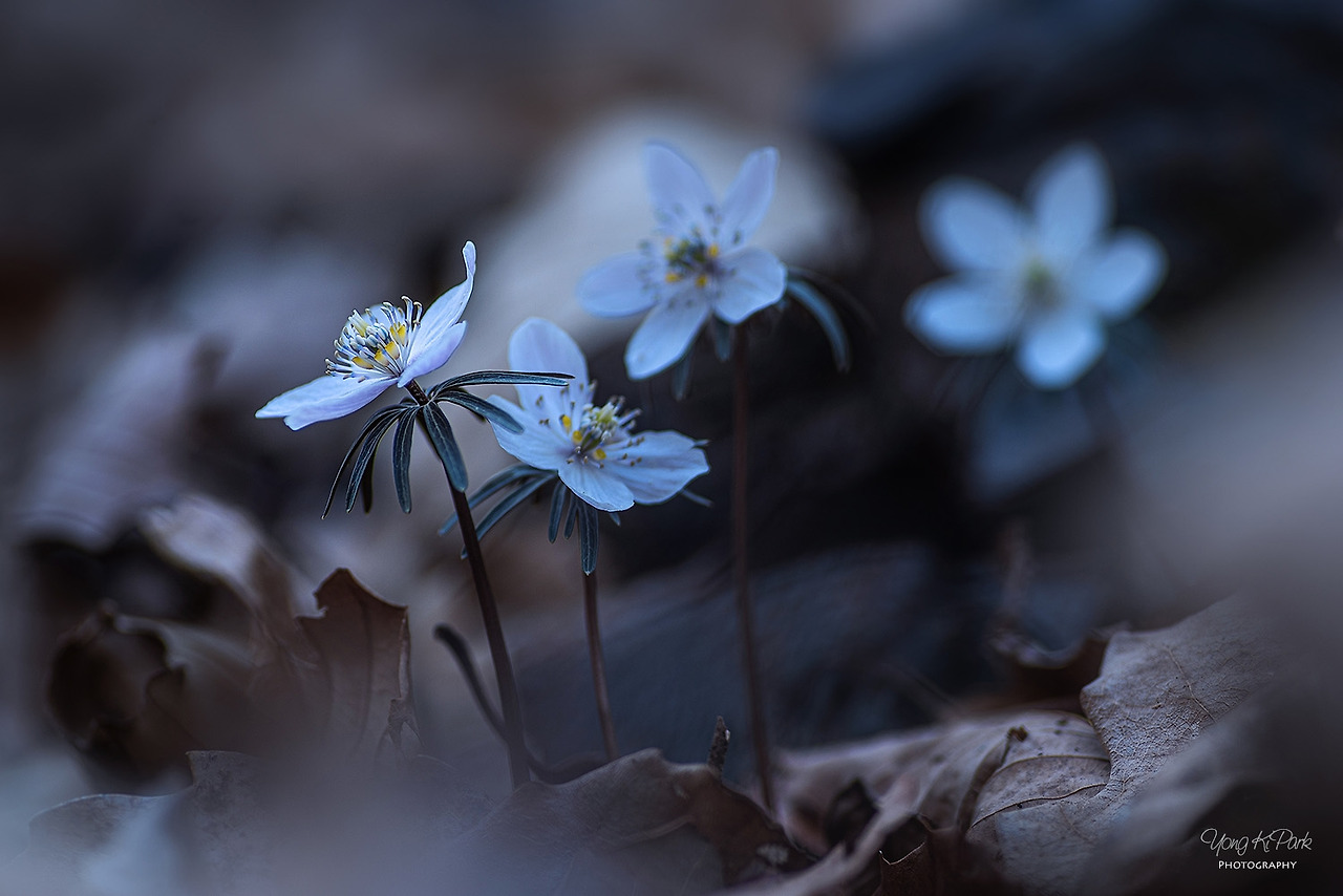 116_5011-s-Spring is there-2.jpg