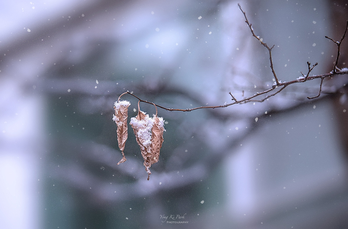 133_5333-36-st-2-s-Winter story-2.jpg