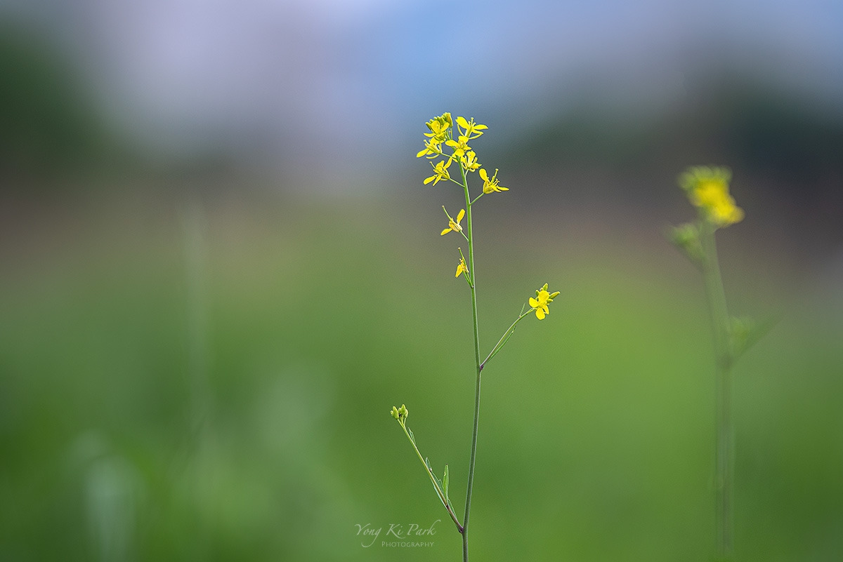 121_3487-s-Where my eyes-13.jpg