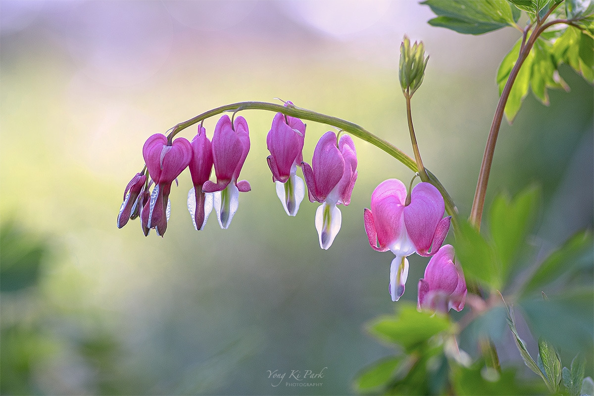 121_1447_50-st-c-s-At spring-26.jpg