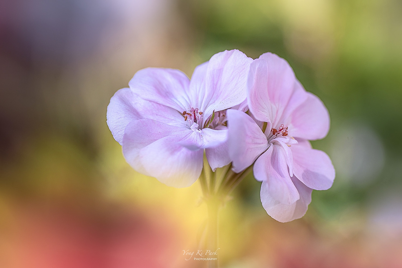120_3380-s-Spring in my balcony-1.jpg