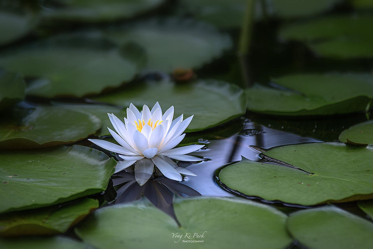 119_3945-s-Poetic summer-35.jpg