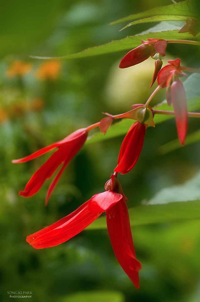 306_5367-s-In the garden of Monet - 9 - Bolivian Begonia.jpg