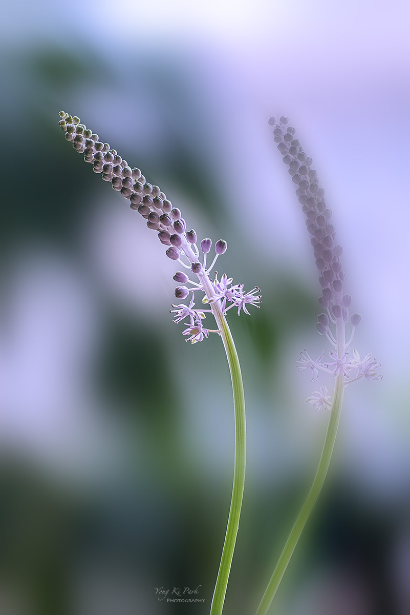 137_1369-80-st-m-s-Dreaming flower-2025-33.jpg