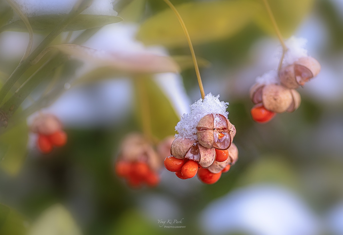 123_7479-81-st-s-Winter life-4.jpg