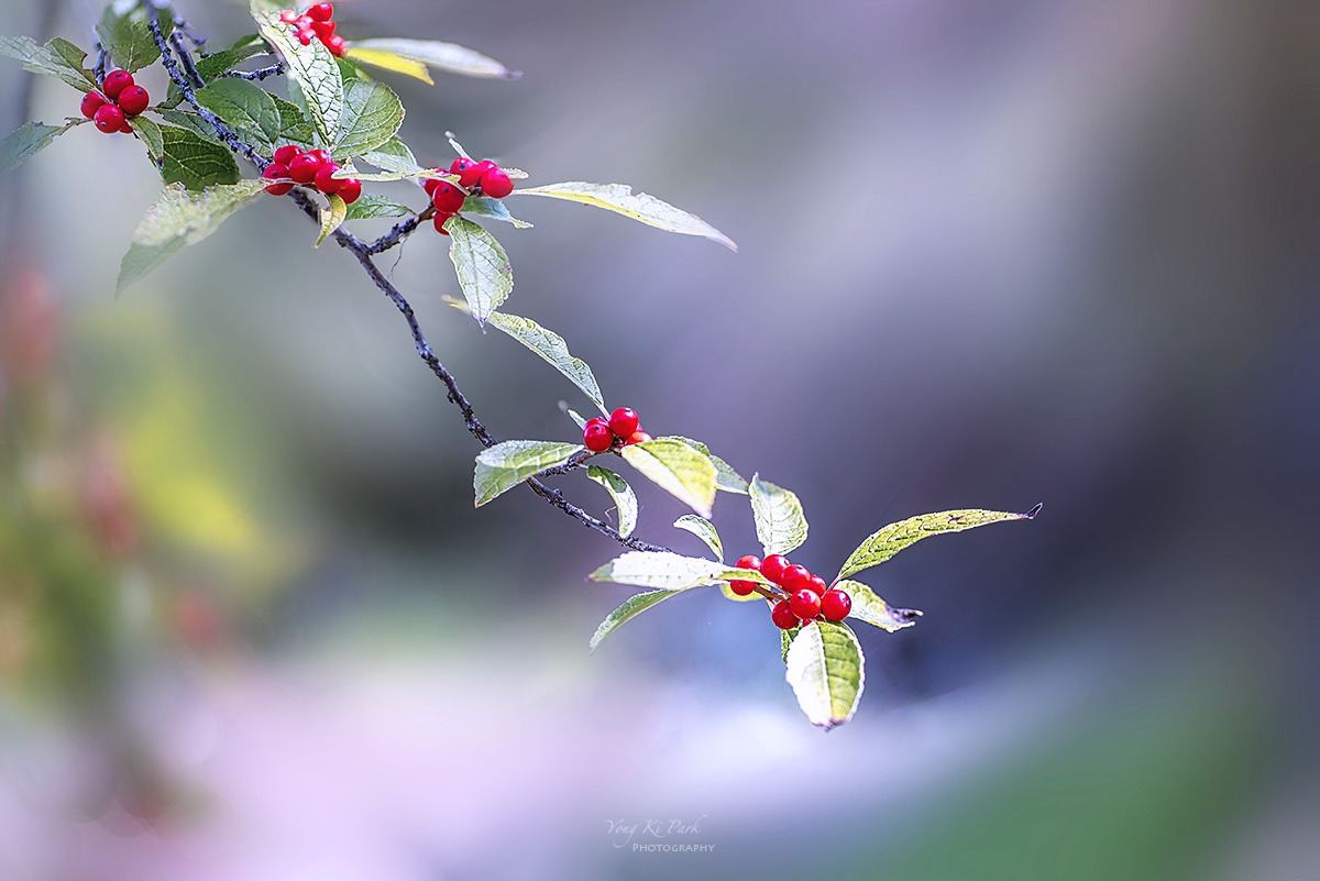 132_3565-68-st-s-A poem of autumn-16.jpg