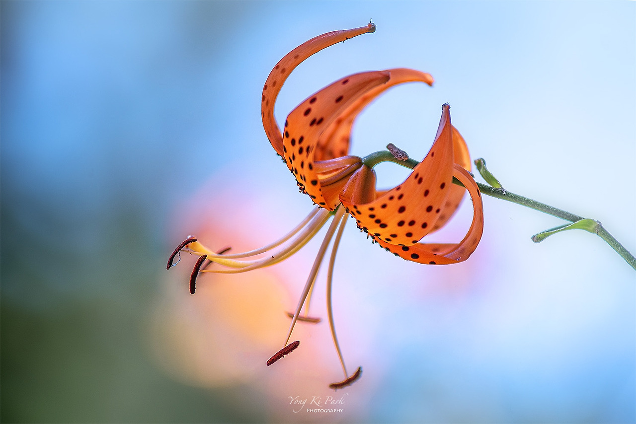 119_3811_10-st-s-Afterimages of summer-3.jpg