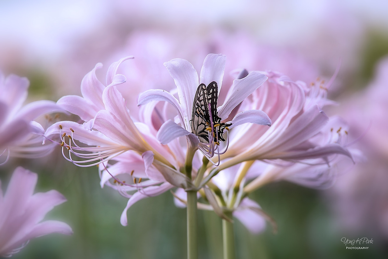 111_6410-s-When September comes-2.jpg